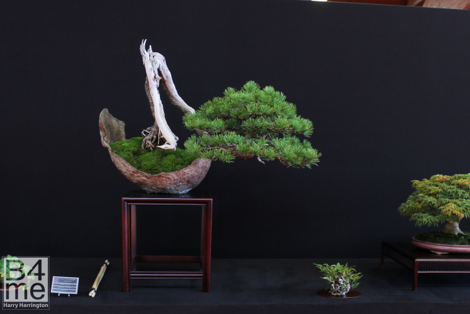 bonsai
